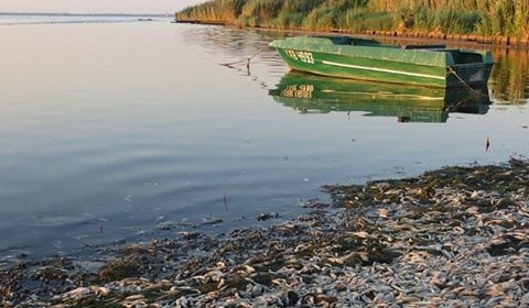 Під Станіславом - потужний замор риби