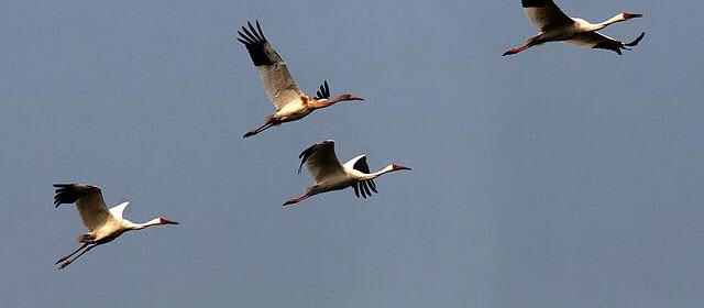 Журавлинний клин над Кам’янською Січчю - до чого б це? Журавлинний клин над Кам’янською Січчю - до чого б це?