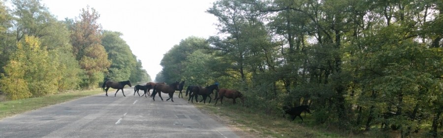 Херсонца удивила встреча на одной из трасс области