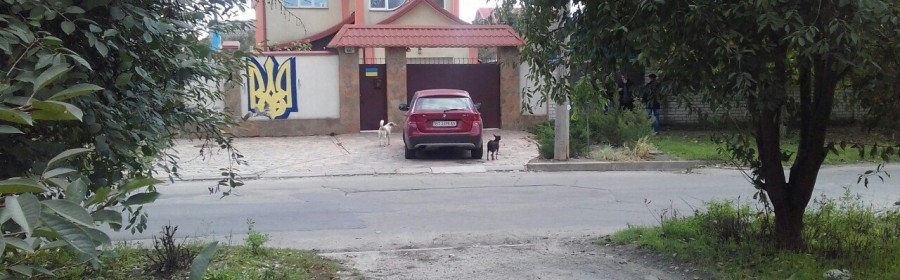 В Херсоне у школы гумманитарного труда - добрые хозяева, злые собаки и быстрые пешеходы