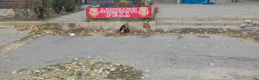 В Херсоне проходит бессрочная выставка собак под открытым небом (фотофакт)