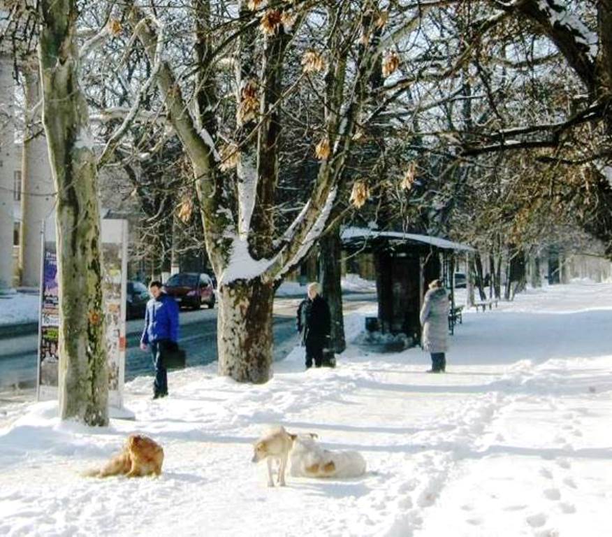 На Херсонщине объявлена пятилетка по борьбе с бродячими животными