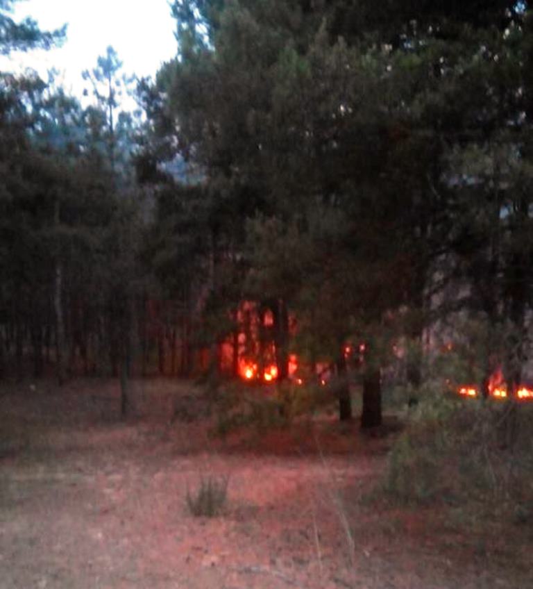 Лісову пожежу під Новою Каховкою приборкали швидко