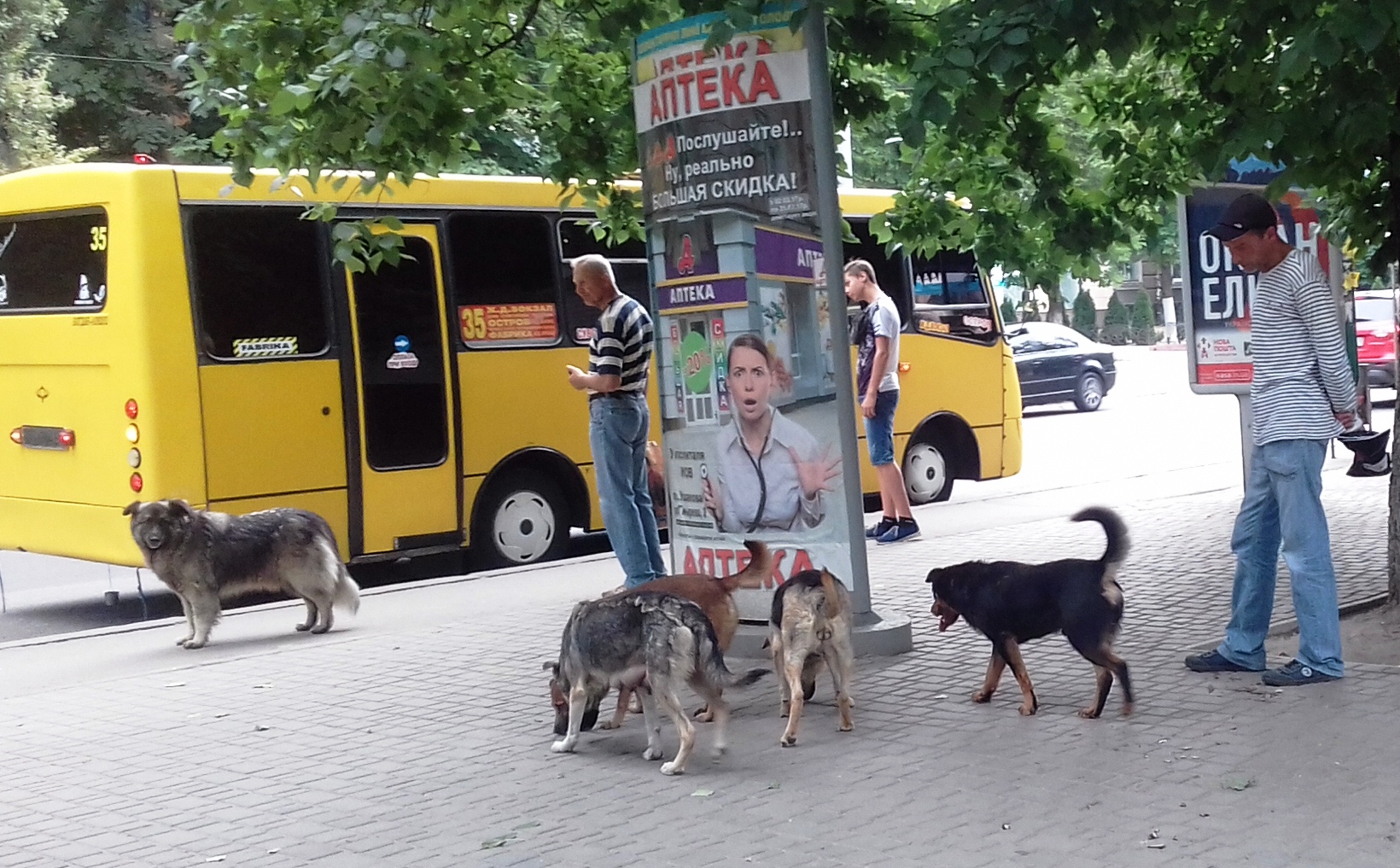 В Херсонской областной больнице будут принимать четвероногих?