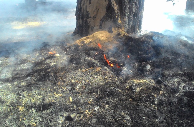 Олешківський ліс укотре врятували від вогню