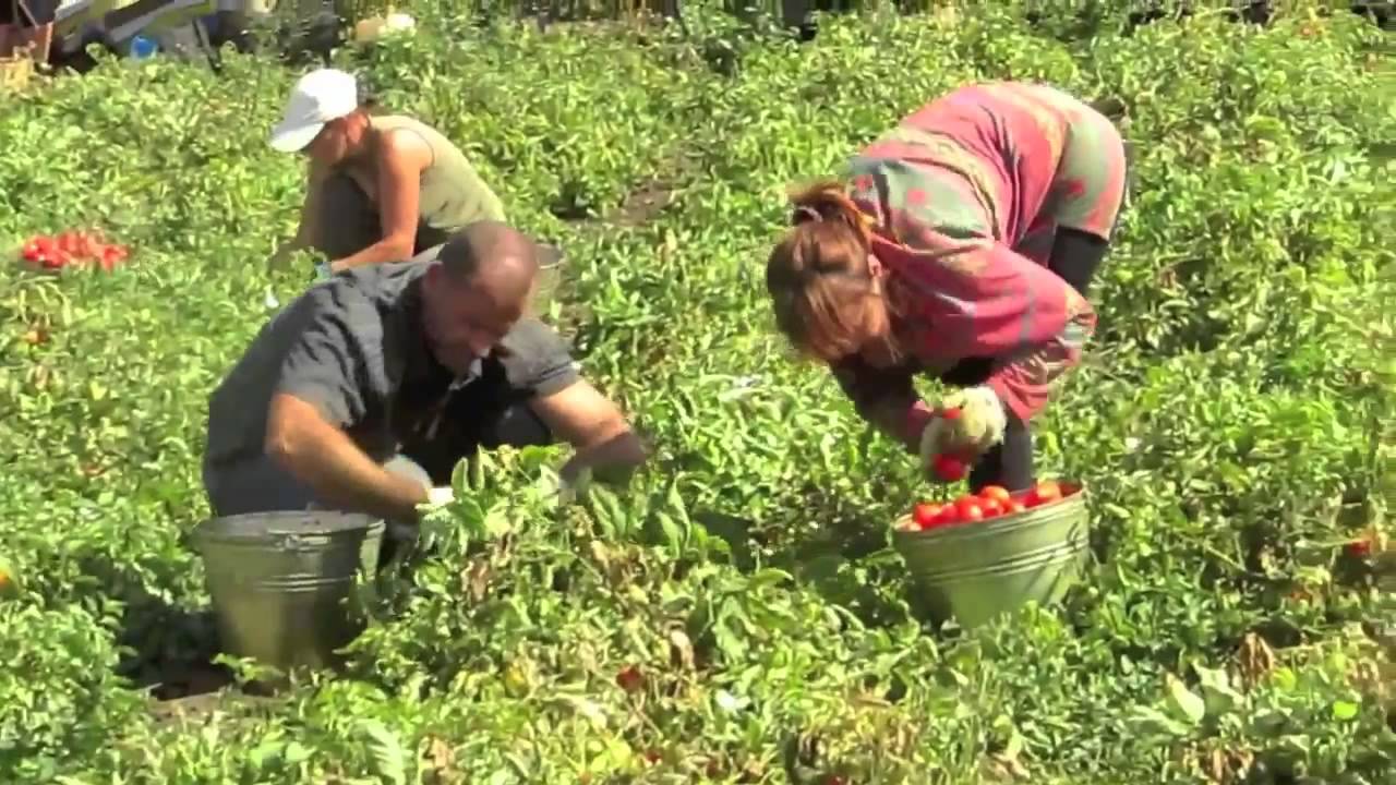 Бізнесмени Казахстану зацікавились херсонськими помідорами