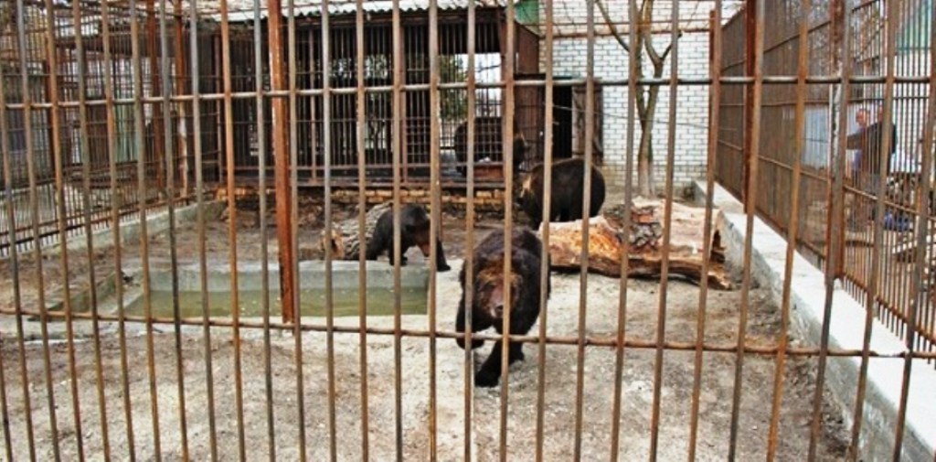 Політичну волю до вирішення питання херсонських ведмедів проявив губернатор