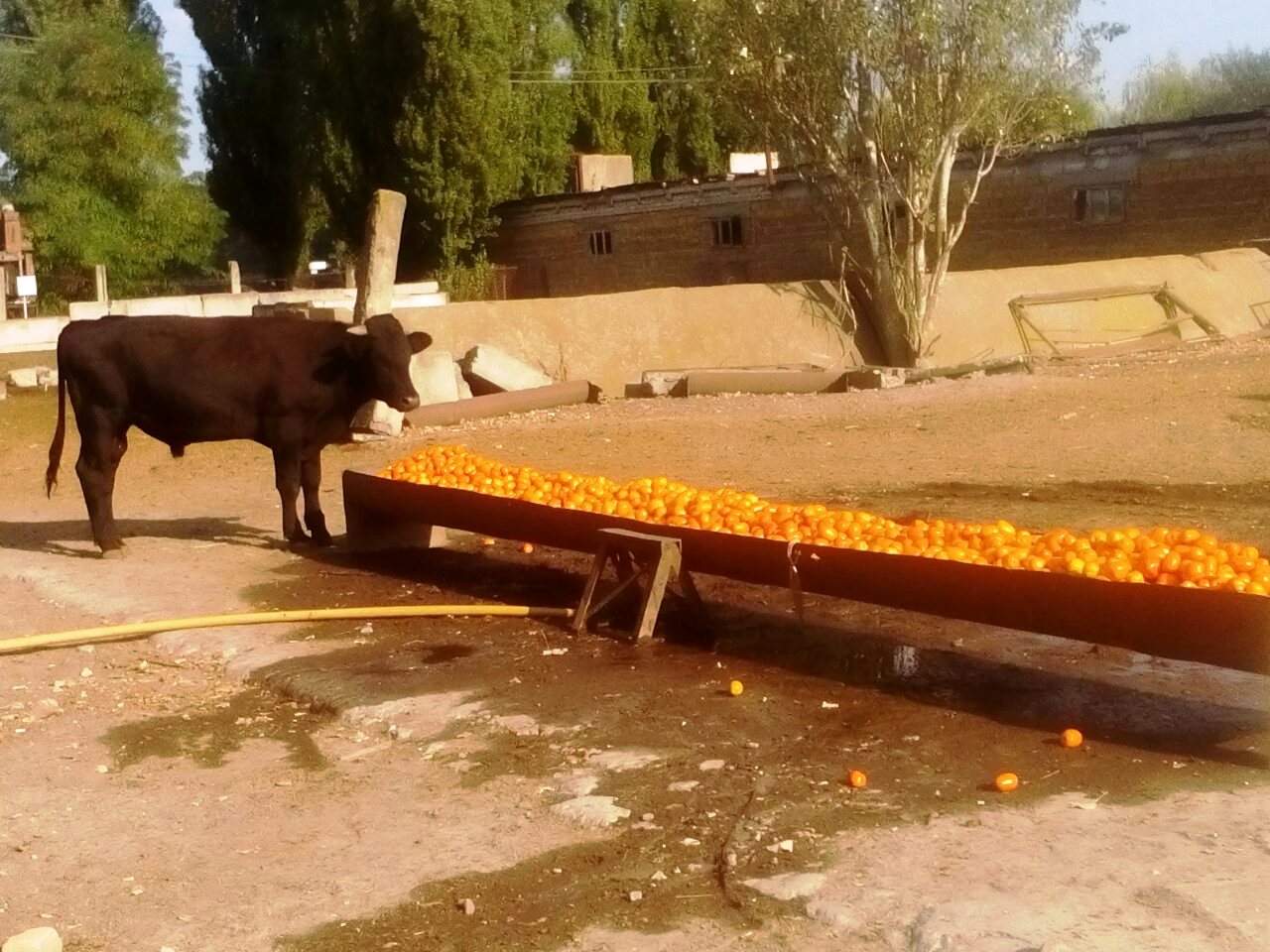 Херсонські помідори впали у ціні