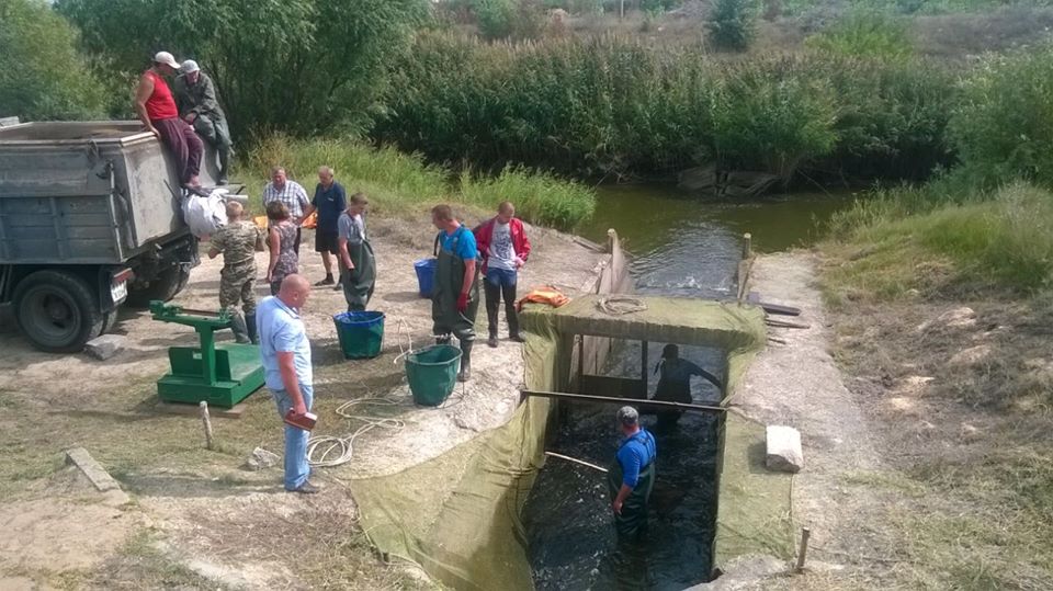 Зариблення Херсонщини триває: з 6 вересня Новокаховський рибзавод випустив малька