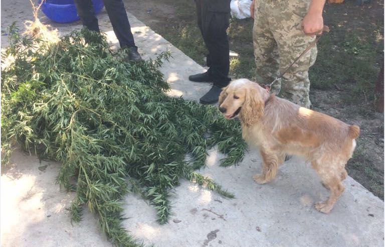 Прикордонний собака  не дав перевезти наркотики з Криму на Херсонщину