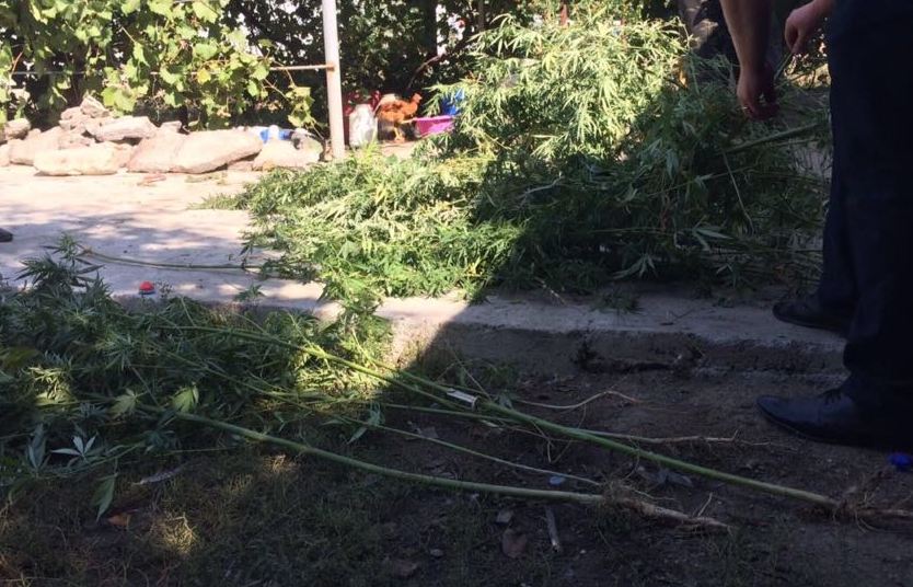 Нелегальний мак привернув увагу не тільки прикордонників, а й  херсонських правоохоронців