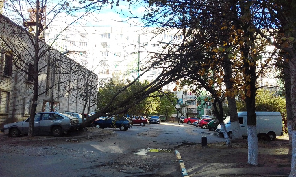 Падающее дерево пожалело автомобиль херсонца (фотофакт)