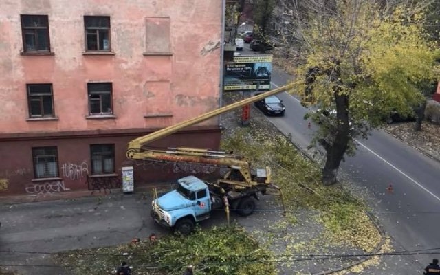 В Херсоне под окнами Департамента экологии спилили здоровое дерево (ФОТО)