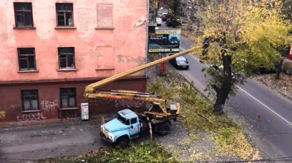 Головний еколог Херсонської ОДА не розібрався: в департаменті ЖКГ Херсона кажуть, дерево спиляли законно