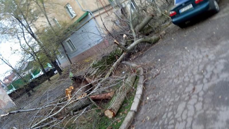 Упавшее в центре Херсона дерево разбило окно жилого дома