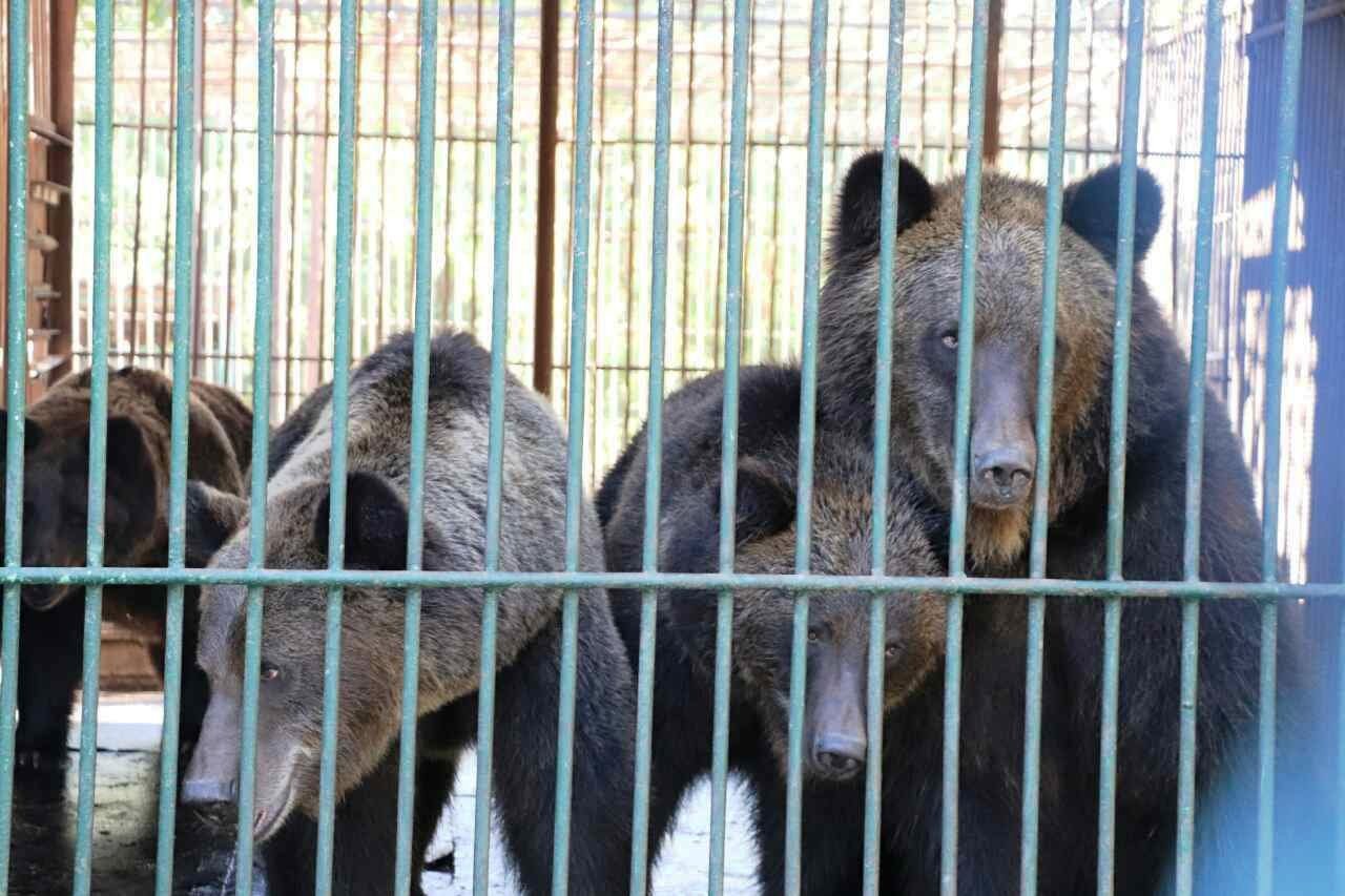 Херсонских медведей в Нацпарке 