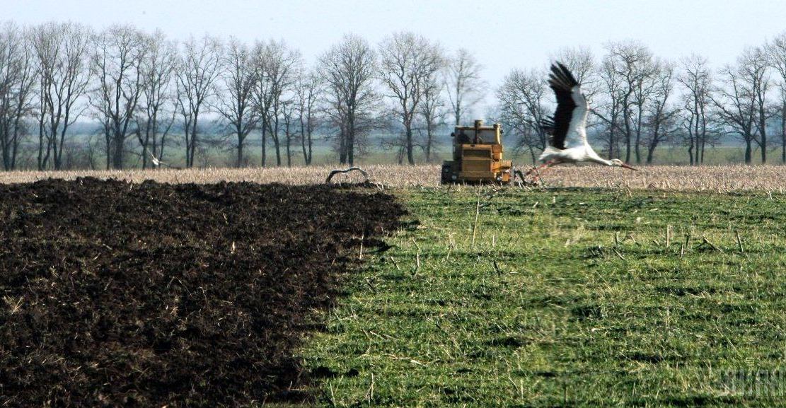 Земельку під ялинку - Держгеокадастр розповів, хто оформив оренду у грудні