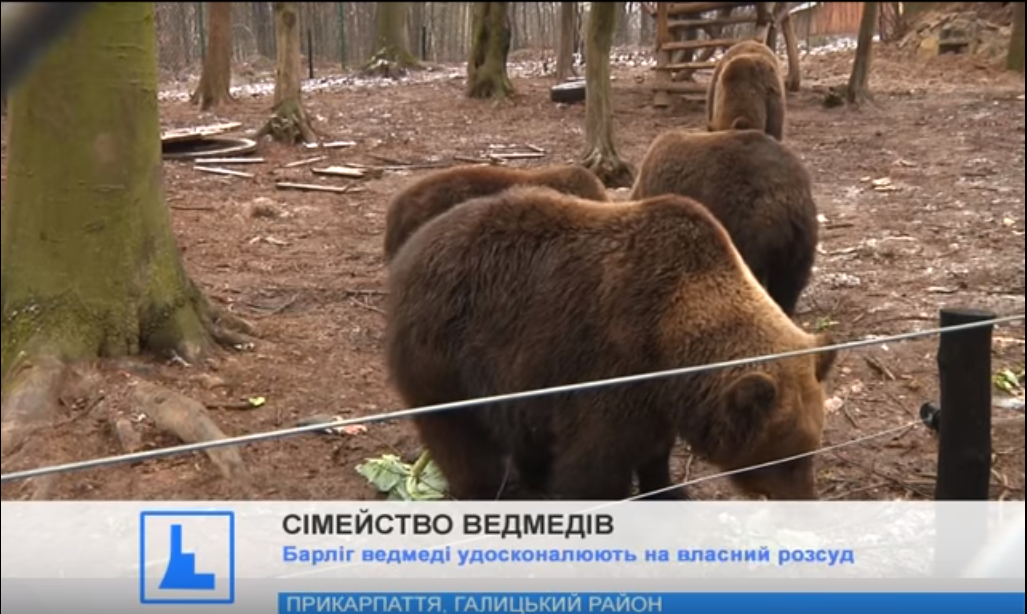 На Прикарпатті херсонській ведмедиці Діні та її трьом дітям не до зимової сплячки – експериментують з архітектурою (відео)