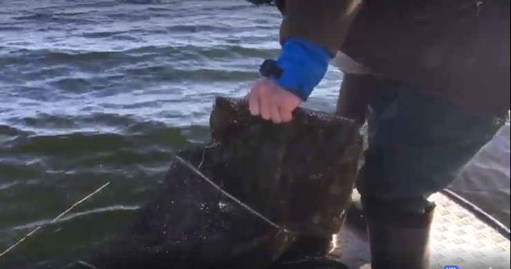 Раколовки,  які виявили херсонські активісти у районі червоної хати, не вмістилися в один човен