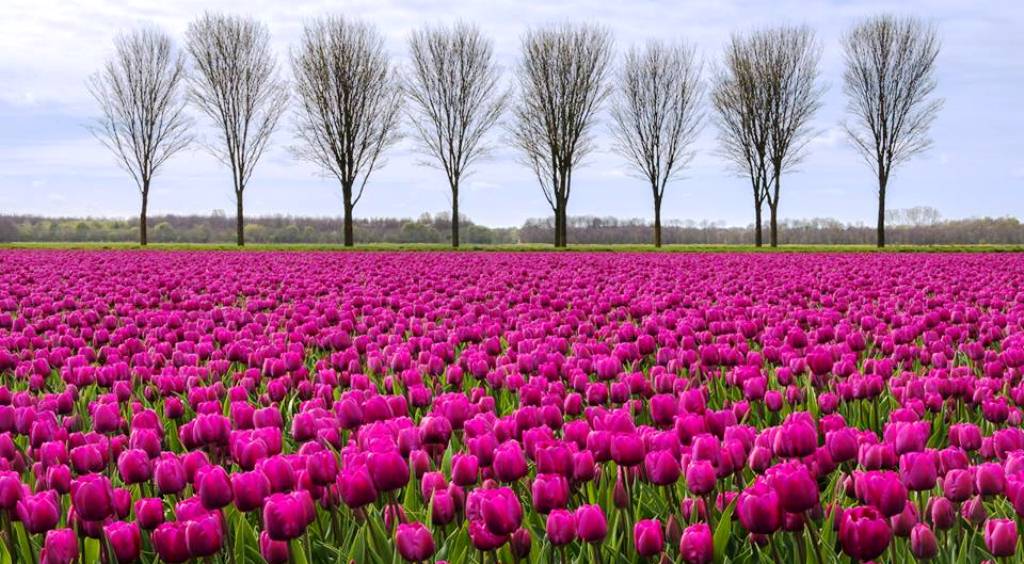 Херсонська міні-Голандія збирає перший екскурсійний тур