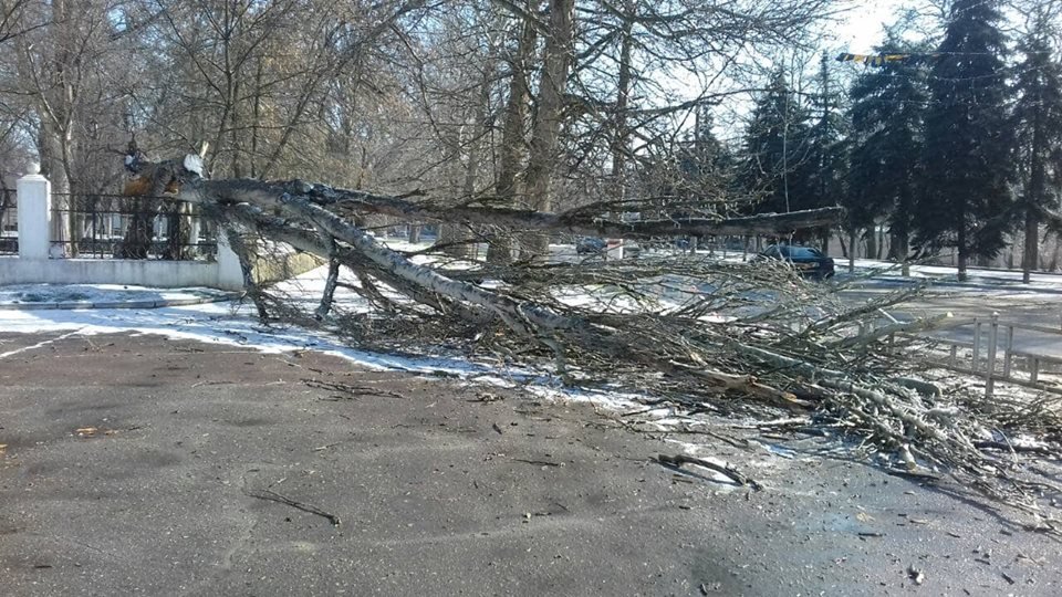 Посеред Херсона впало дерево