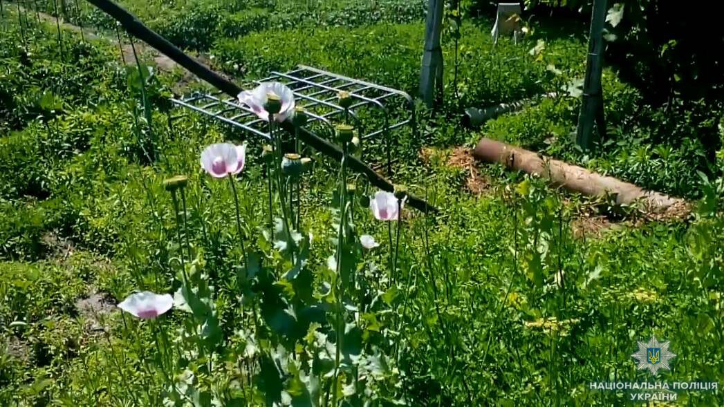 У місті Олешки поліцейські виявили насадження снодійного маку