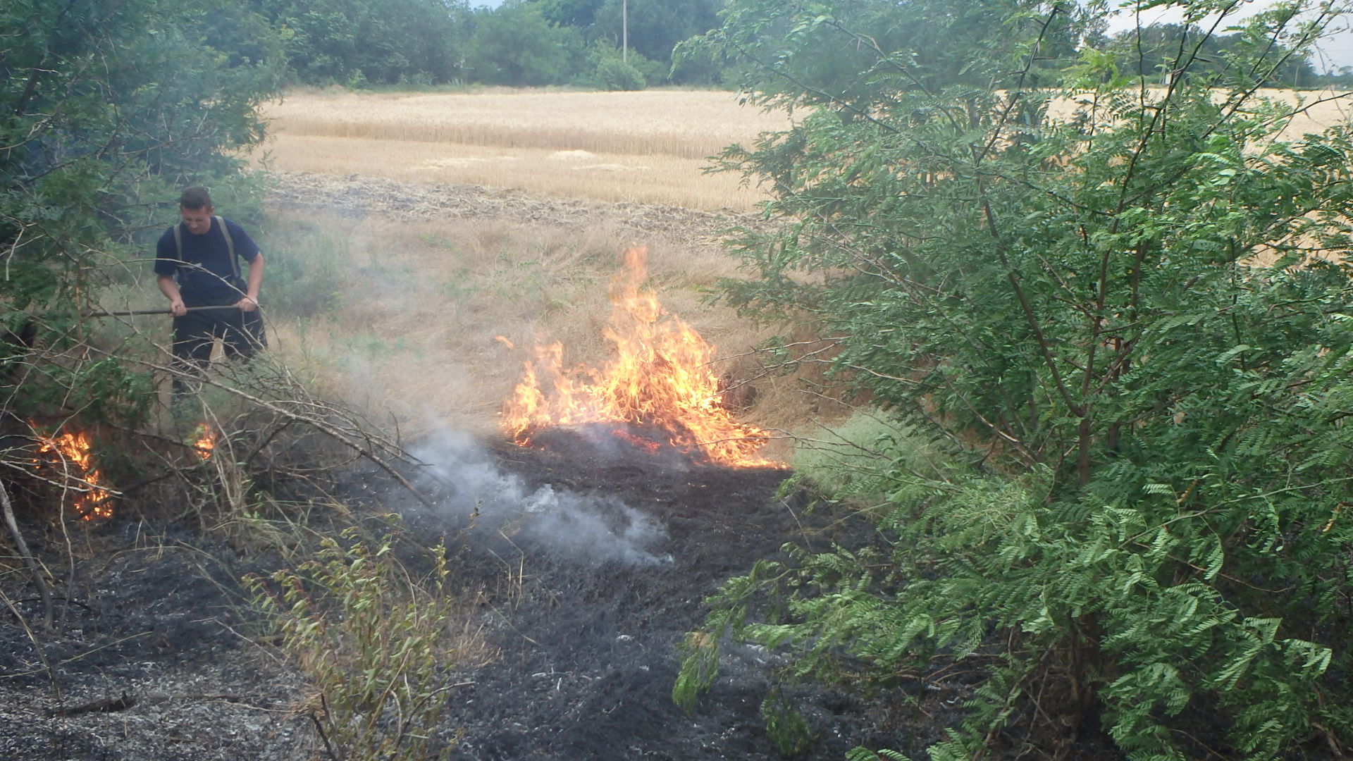 Вогняній стихії не вдалося знищити каховське пшеничне поле