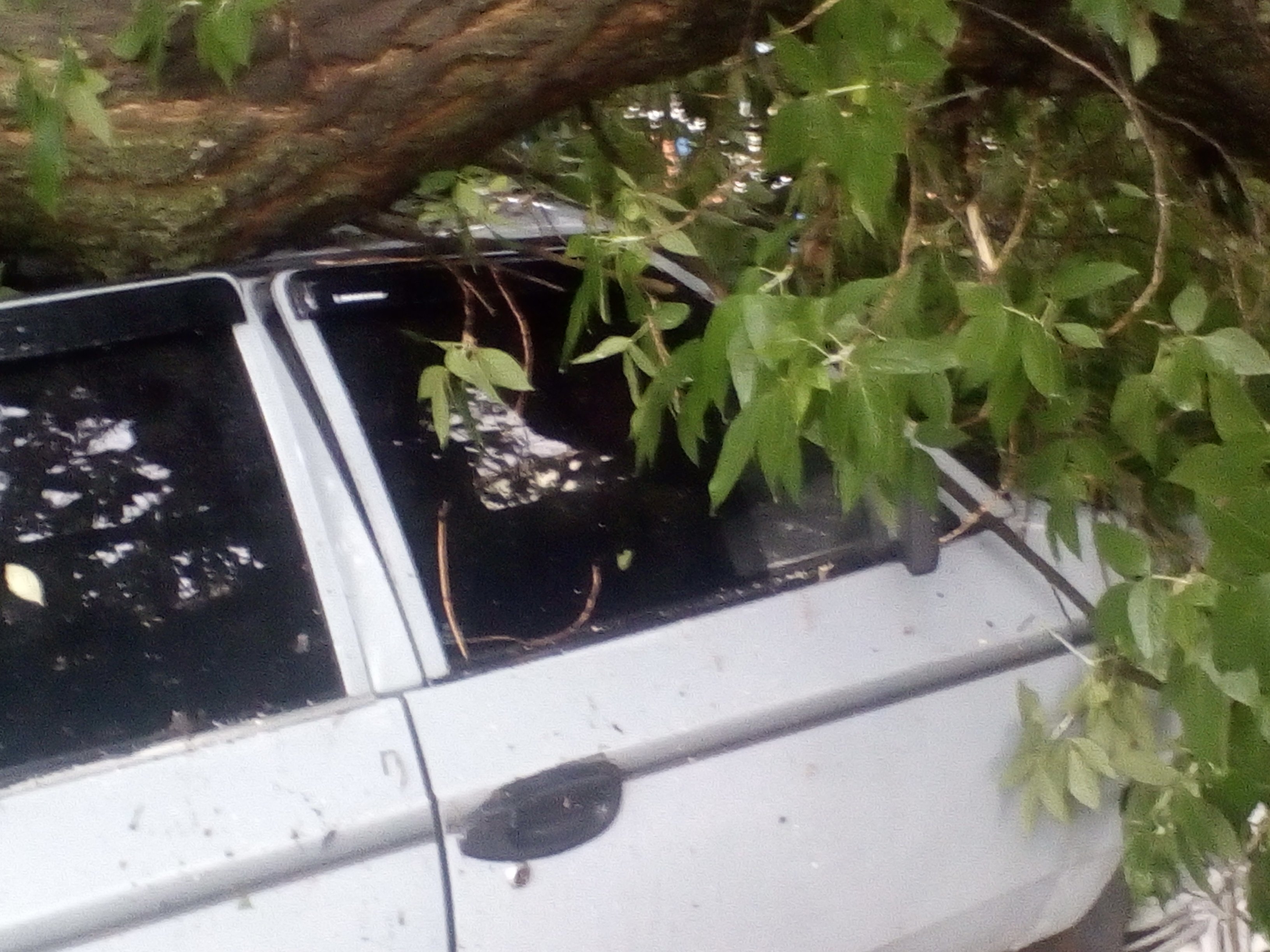 Генічеські рятувальники прибрали дерево, що впало на легковий автомобіль