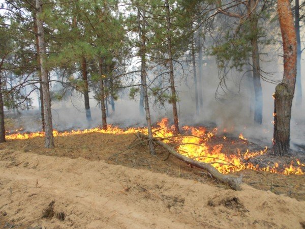 На Херсонщині ліквідовано низову пожежу