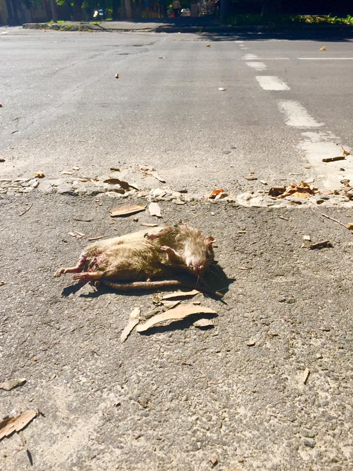 Херсонцям варто дивитися під ноги - у центрі міста на дорозі трапляються мертві щури