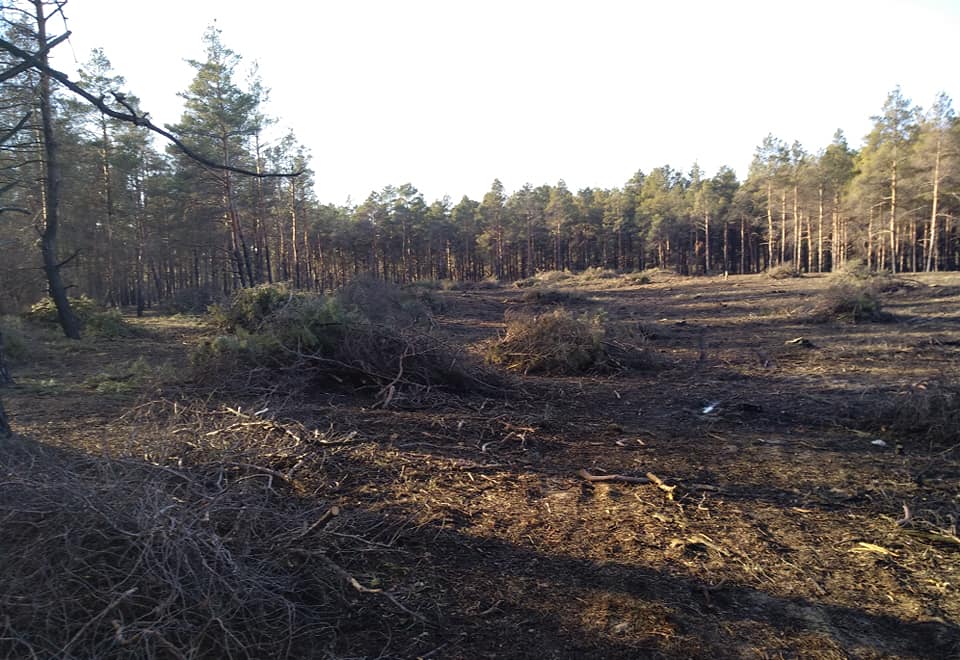 Кроны зеленые, нагар на стволах в пару мм, а из пеньков еще сочится сок - в лесу под Херсоном сосну вырезают футбольными полями