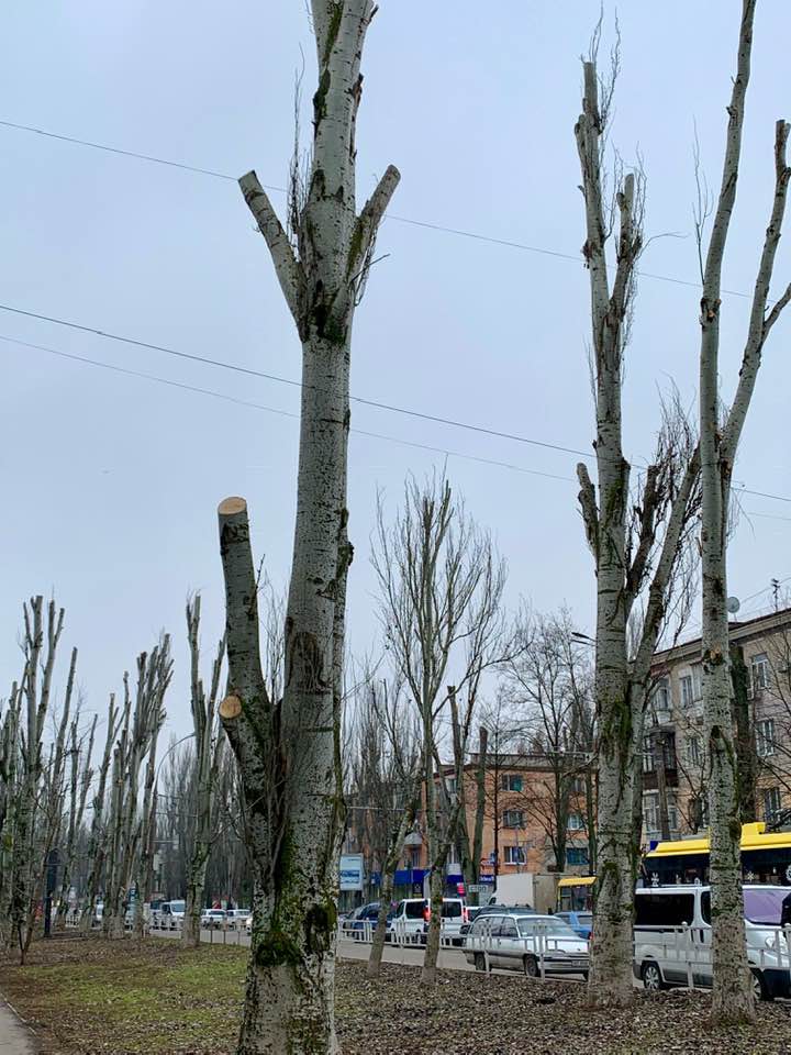 В Херсоне вид деревьев после обрезки горожанам 