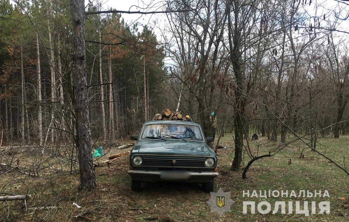 Херсонські браконьєри напиляли сосен на 30 тисяч гривень (ФОТО)