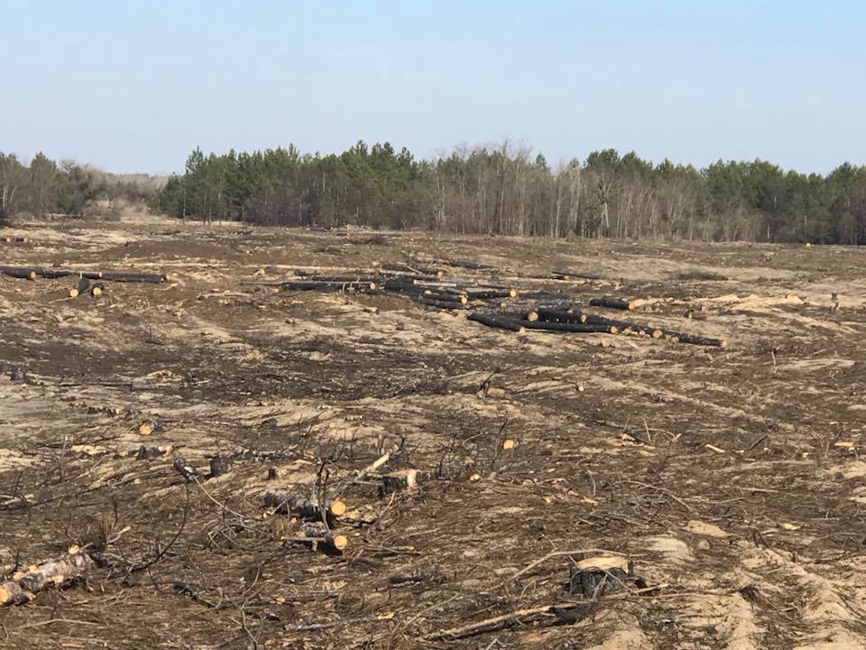 Приехав на место захоронения своей собаки в лесу, херсонка нашла только могилку - леса уже нет