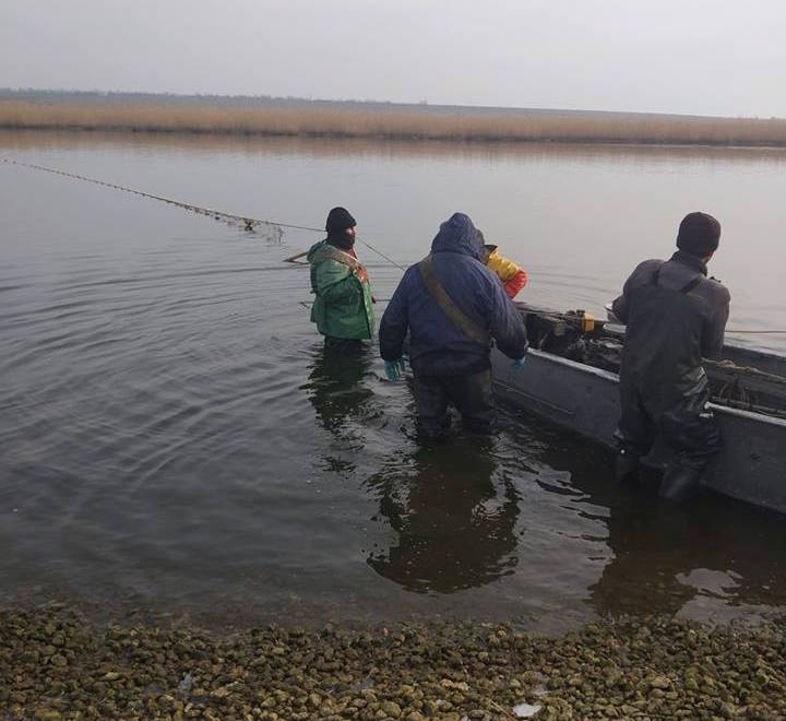 Как на Ингульце во время нереста браконьеры 