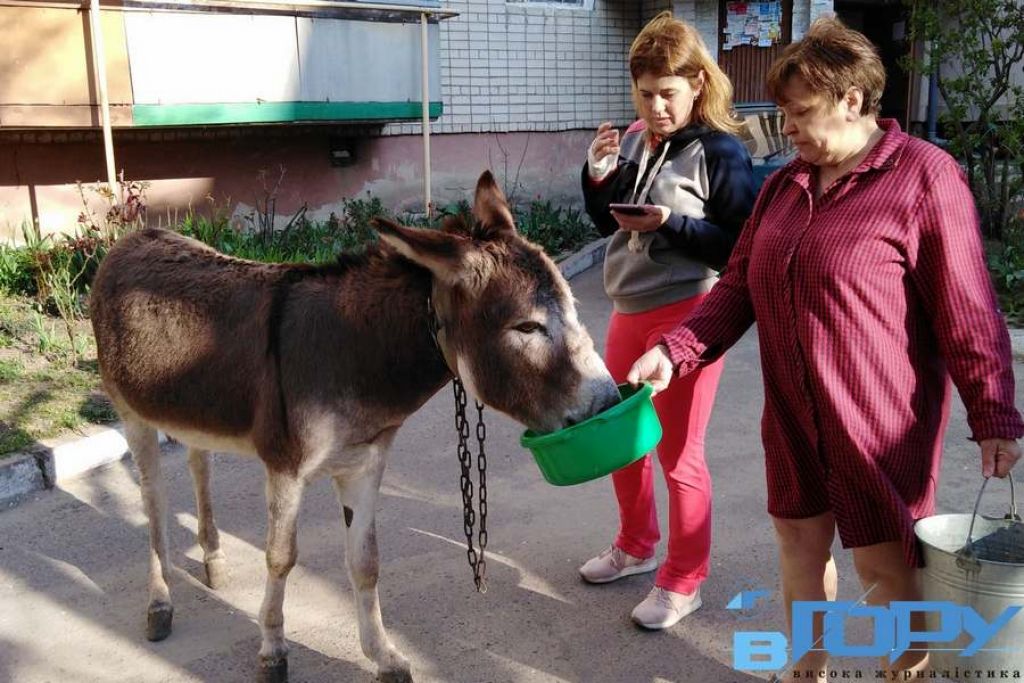 В Херсоне ищут хозяина потерявшегося ослика