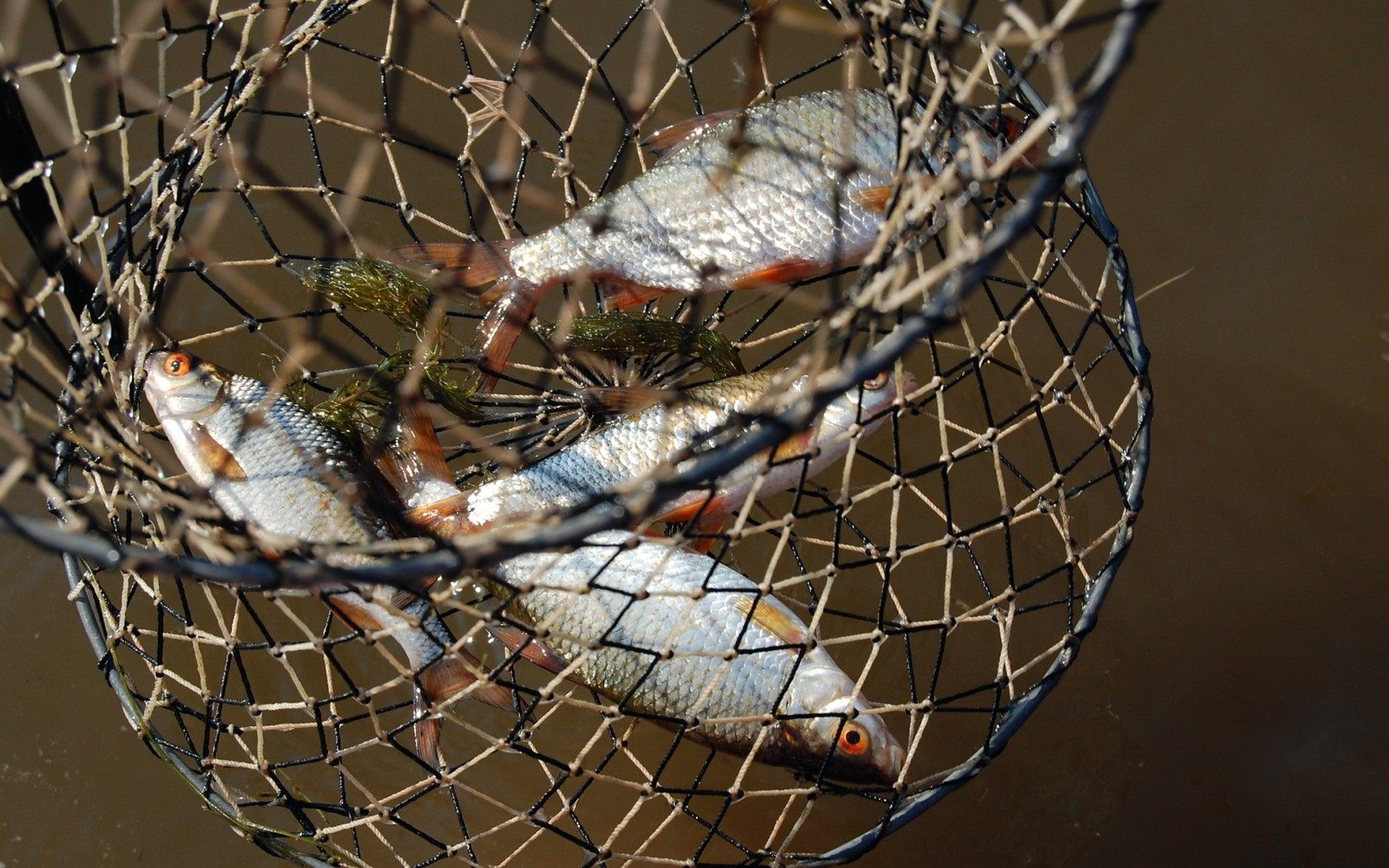 На Херсонщині працівники водної поліції виявили майже 4 кілометри браконьєрських сіток