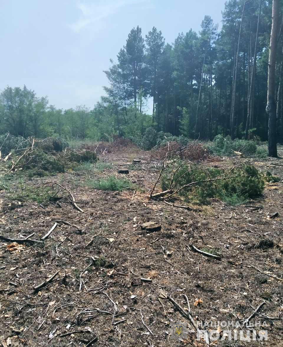 Встановлюють осіб, які здійснили незаконну порубку дерев поблизу  Нової Каховки