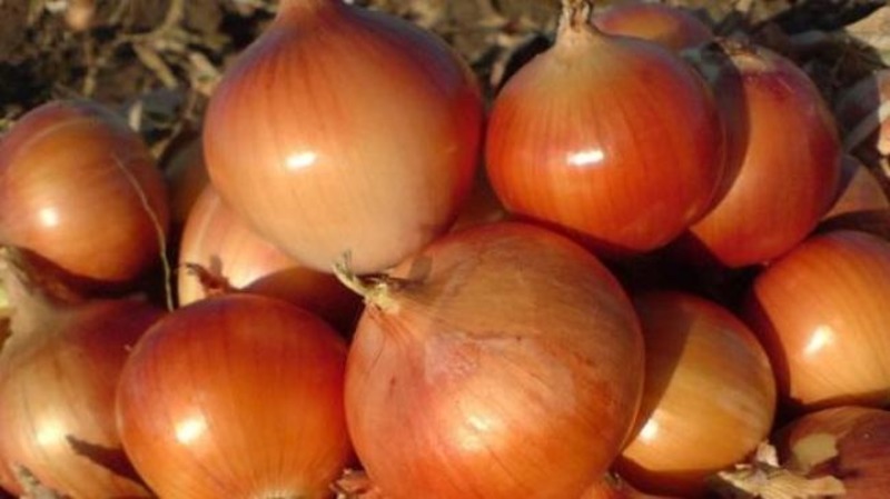 Гірка-гірка цибуля Херсонщини