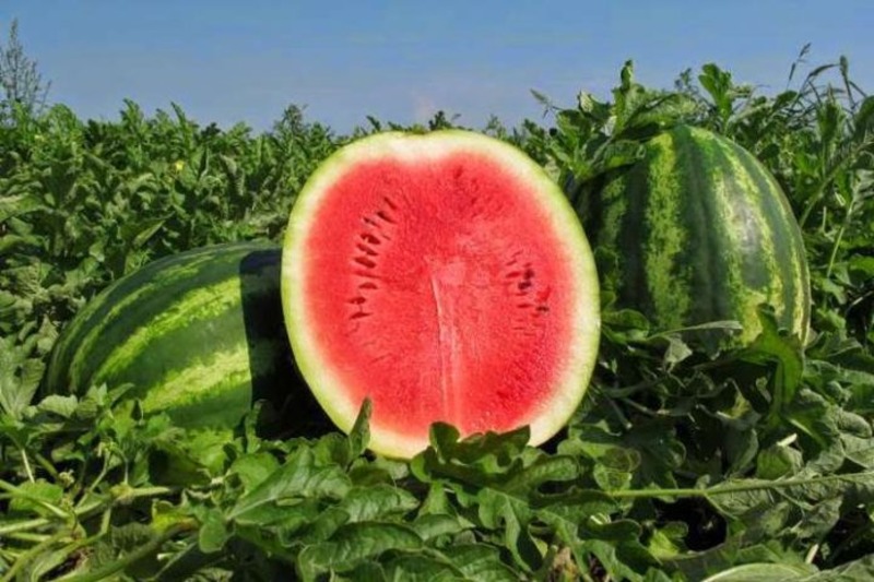 На Херсонщині оголосили конкурс на кращий логотип для херсонського кавуна