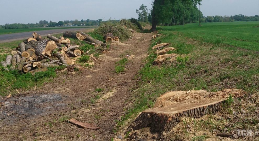 На Херсонщині наступного року відновлюватимуть лісосмуги