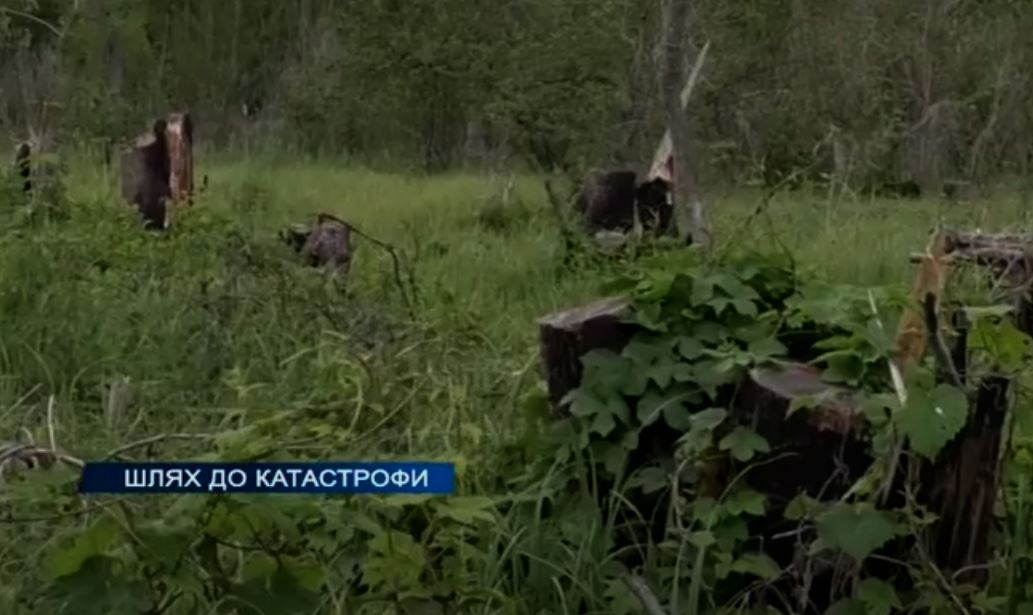 Шлях до катастрофи: на Херсонщині чорні лісоруби зрубали дерев на 23 мільйони гривень - ВІДЕО