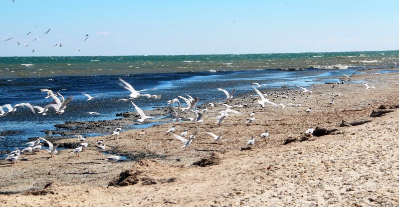 Джарылгач уже не остров, а шумный проездной курорт