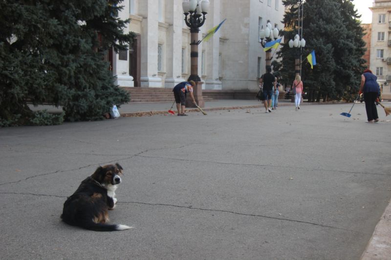 На улицах Херсона бродячих собак может стать ещё больше