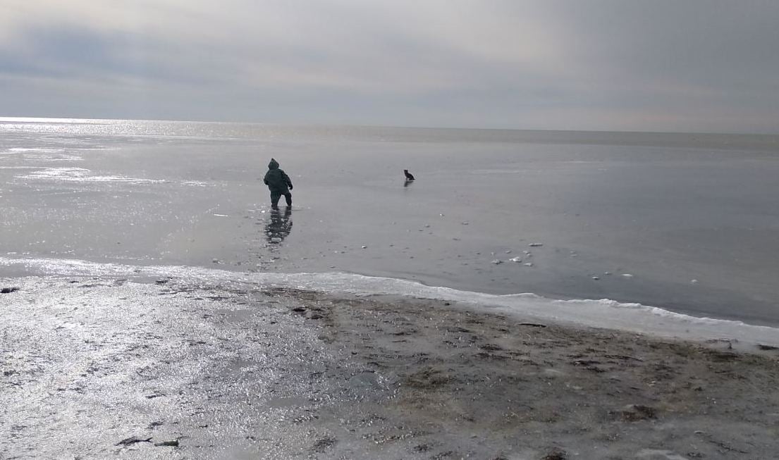 Скадовські надзвичайники врятували собаку із крижаної пастки, - ФОТО