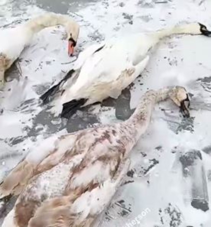 Поліція Херсонщини відреагувала на повідомлення громадян у соцмережах про вбивства лебедів