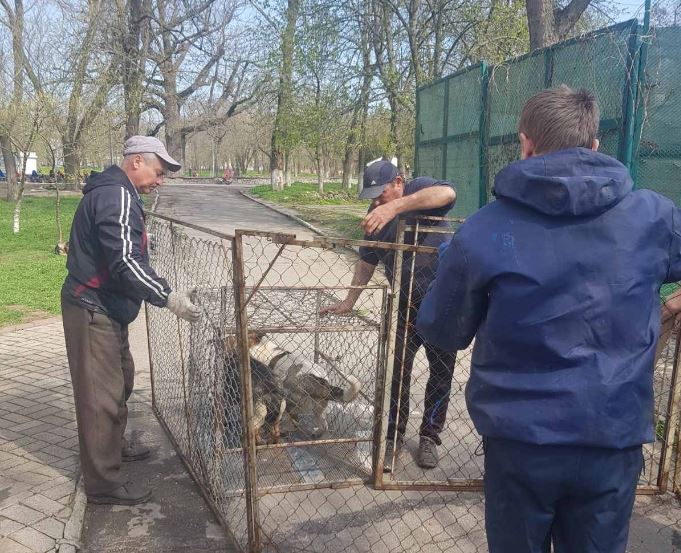 В Херсоні активно вирішують проблему безпритульних тварин