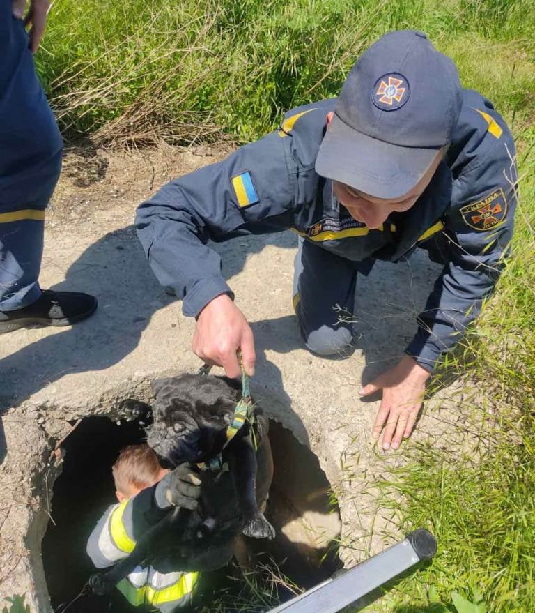 У Херсоні врятували домашнього песика, який впав у відкритий люк каналізаційного колодязя