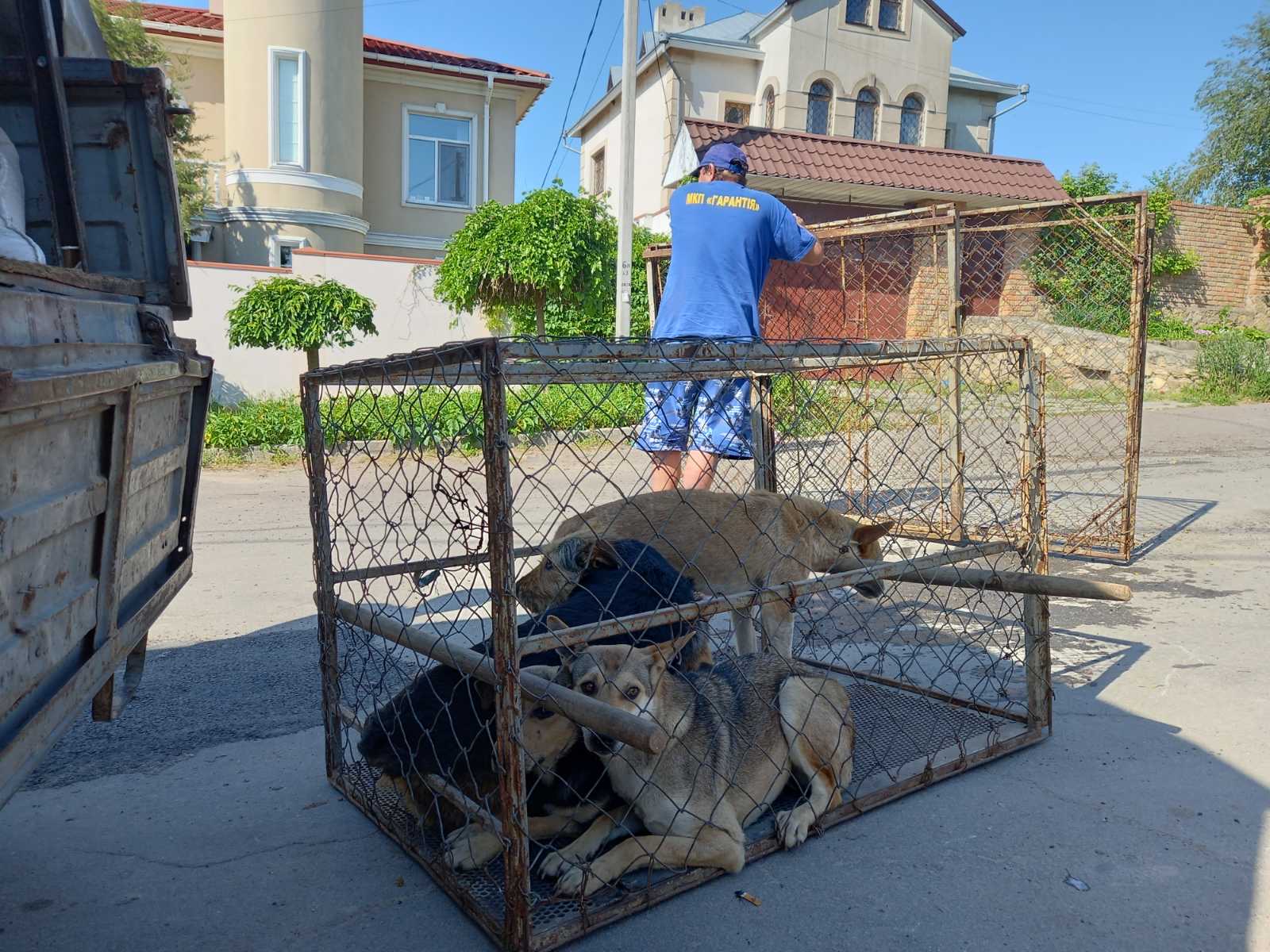 За тиждень у Херсоні відловили 10 безпритульних собак