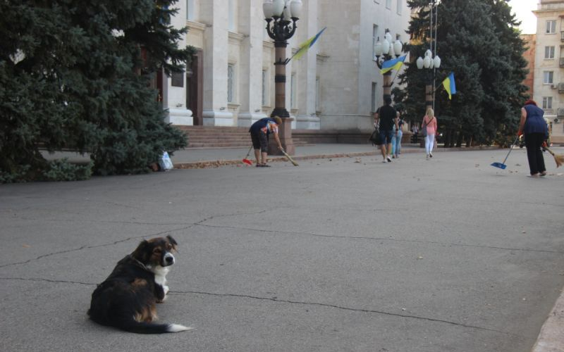 У Херсоні планують реалізувати програму зі скорочення популяції безпритульних собак